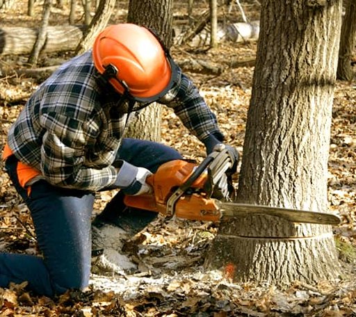 Tree Removal in Cedar Point, IL